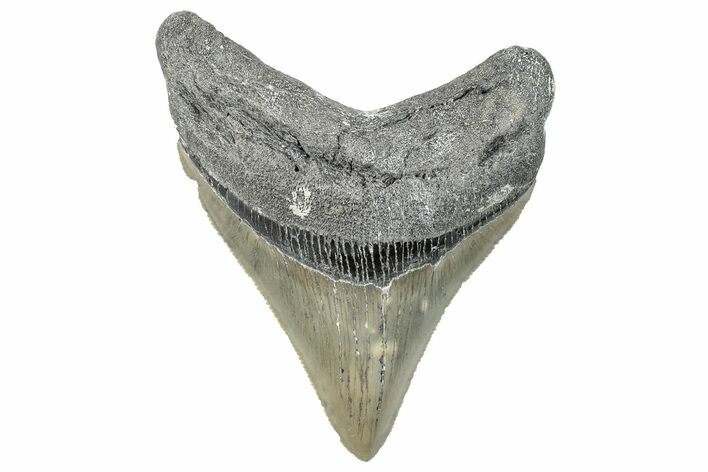 Serrated, Fossil Megalodon Tooth - North Carolina #272407